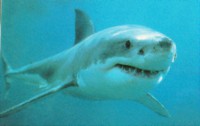 /album/animalsfamous/greatwhite3-1-jpg/